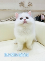 Cute Cat4