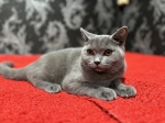 Cute Cat3