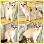 Cute Cat2
