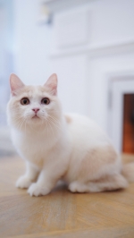 Cute Cat10