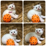 Cute Cat9