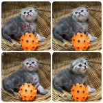 Cute Cat8