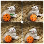 Cute Cat7