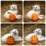 Cute Cat6