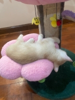 Cute Cat1