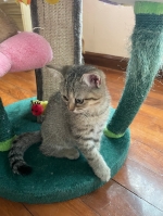 Cute Cat5