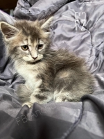 Cute Cat4