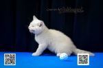 Cute Cat3