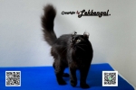 Cute Cat2