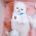 Cute Cat1