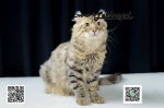 Cute Cat10