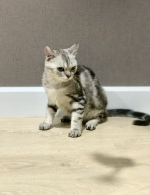 Cute Cat9