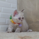 Cute Cat8