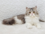Cute Cat7