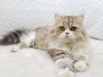 Cute Cat6