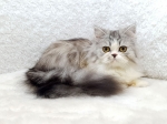 Cute Cat5