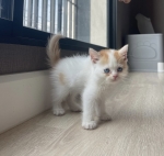 Cute Cat3
