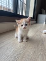 Cute Cat2