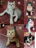 Cute Cat1