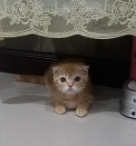 Cute Cat10