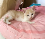 Cute Cat9
