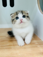 Cute Cat8