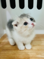 Cute Cat7