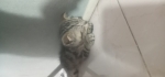 Cute Cat6