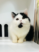 Cute Cat5