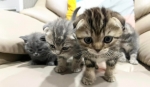 Cute Cat4