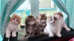 Cute Cat3