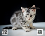 Cute Cat2