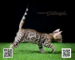 Cute Cat1