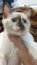 Cute Cat10