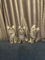 Cute Cat4