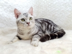 Cute Cat3