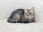 Cute Cat2