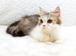 Cute Cat1