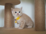 Cute Cat10