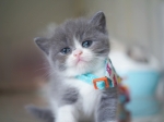 Cute Cat9