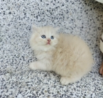 Cute Cat8