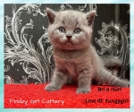 Cute Cat6