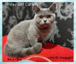 Cute Cat5