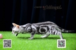 Cute Cat4