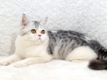 Cute Cat3