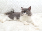 Cute Cat1