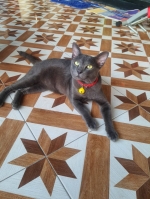 Cute Cat10
