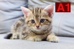 Cute Cat9