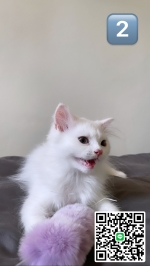 Cute Cat8