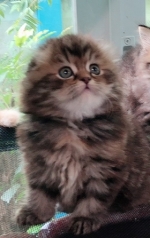 Cute Cat1